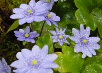 Big mid blue flowers